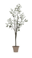 Fototapeta na wymiar Olive tree with black olives on PNG white transparent background 01