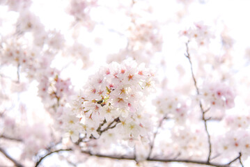 桜のピンク背景