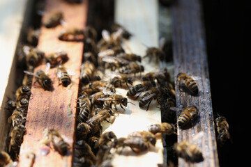 Close up of many bees on wooden beehive.