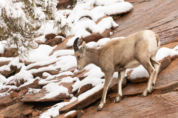 A young desert bighorn sheep makes it's way down a wet slickrock slope partly covered with snow on a cold winter day in Zion National park, Utah.