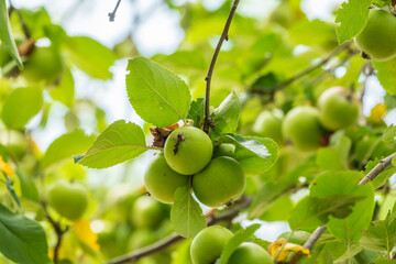 Yellow wild apples ripen on a branch. The Fruit Harvest. Autumn. Soft and selective focus.