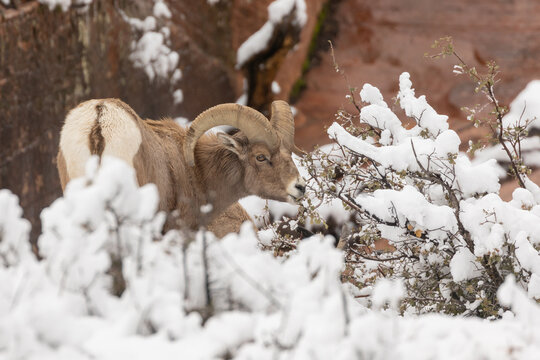 A desert bighorn sheep forages on the leaves of a Q. turbinella oak bush after knocking the snow off on a cold winter day in Zion National park Utah, USA.