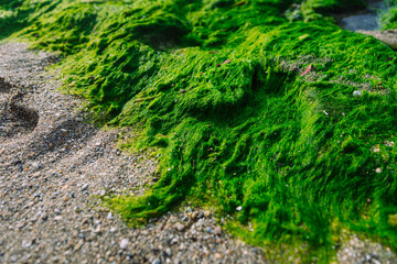 Bright green moss on sand