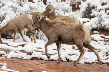 A desert bighorn ram walks along a wet slickrock slope with part of his herd browsing on the snow...