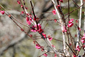 嘉麻市の梅林公園