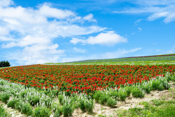 北海道 上富良野のお花畑
