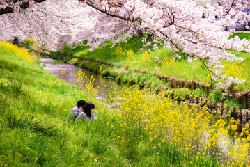 桜の下で談笑するカップル
