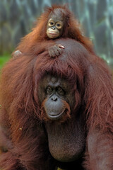 bornean orangutan with baby