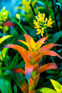 Orange Flower Drophead Tufted Airplant Fairchild Garden Coral Gables Florida