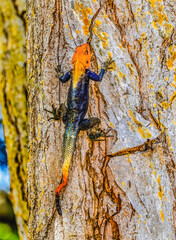 Rainbow Agama Lizard Fairchild Garden Coral Gables Florida