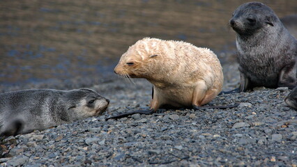 Blonde Antarctic fur seal (Arctocephalus gazella) pup on the beach at Stromness, South Georgia Island