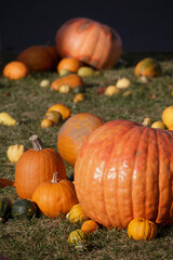 Large and small orange Halloween scattered autumn pumpkins outdoors