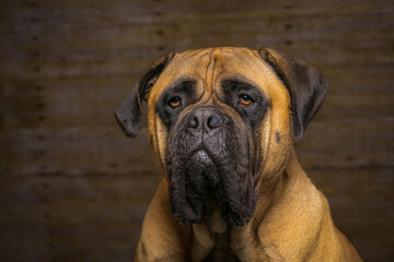 2022-10-25 A BULLMASTIFF HEAD SHOT SITTING IN FRONT OF A WOOD PANEL WITH NICE EYES