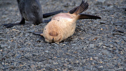 Blonde Antarctic fur seal (Arctocephalus gazella) pup on the beach at Stromness, South Georgia Island