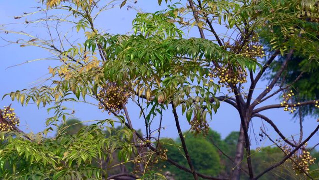 Azadirachta indica seeds hanging on tree, commonly known as neem, neem tree or Indian lilac