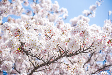 桜のピンク背景