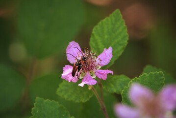 red bugs breed on the flower