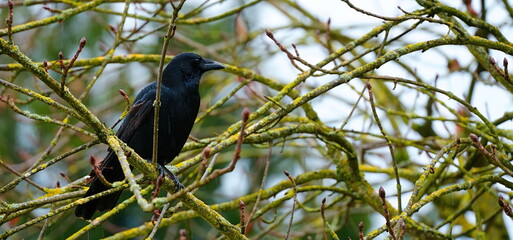 A raven on a branch and raindrops