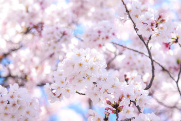 桜のピンク背景