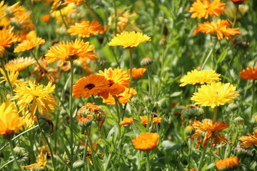 yellow flowers in the garden