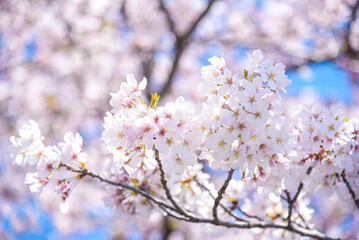 桜のピンク背景