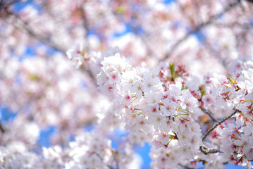 満開の桜
