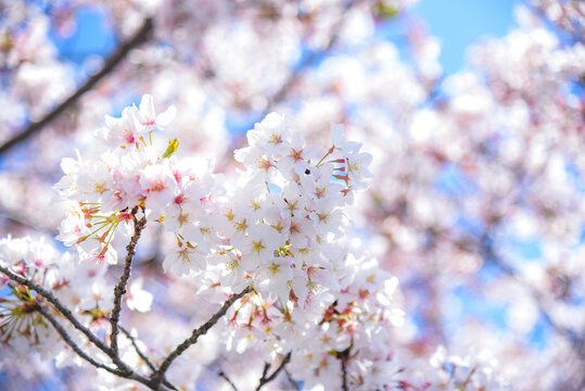 桜のピンク背景