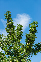 Apple Tree an blue sky