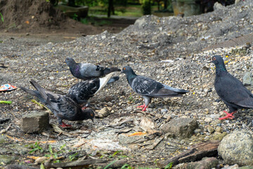 Fototapeta premium Wild pigeons congregate in residential areas