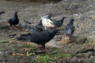Wild pigeons congregate in residential areas