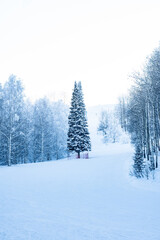 Snowy frosty fir branches. Snowy winter background. Natural forest light landscape. Snowfall. A beautiful tall tree and a rising sky. A frosty magical scene in an outdoor park. Sunny. Brightly. 