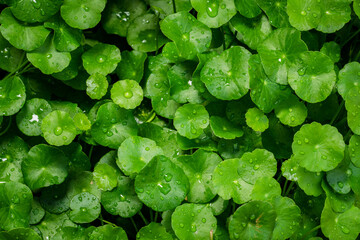 Beautiful background of Centella asiatica, Herbal medicine leaves of Centella asiatica known as...