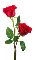 Several red roses on a white background.