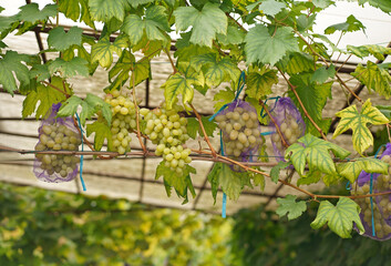 Close-up of grapes hanging from a branch in a vineyard. Sweet and delicious bunch of grapes on the vine. Green grapes on the vine. A branch of grapes is ready for harvest. Selective focus.