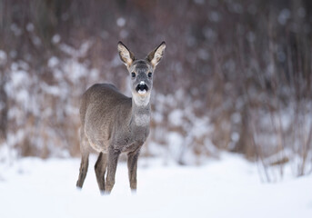 Roe deer ( Capreolus capreolus ) close up © Piotr Krzeslak