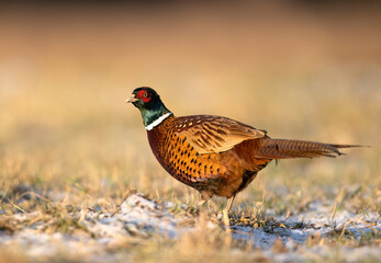 Ringneck Pheasant (Phasianus colchicus) male close up