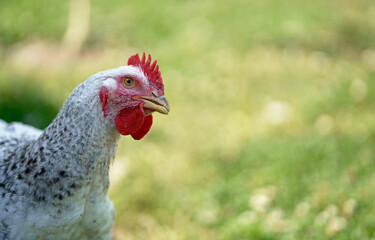 Chicken Close up on the Green Grass