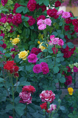 Beautiful pink climbing roses in summer garden with white background. Soft focus.