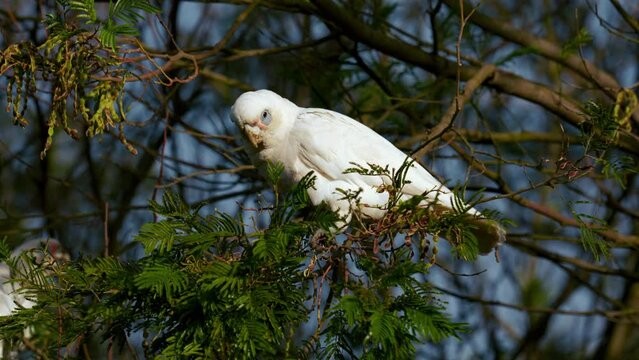 Cockatoo cockapoo white parrot in a tree in Australia. Funny and lively wild bird. Scenic and cinematic documentary 4K UHD close-up of a beautiful animal feeding in nature with beak, wings, feathers.