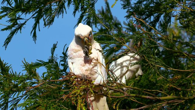 Cockatoo cockapoo parrot in a tree in Australia. Funny and lively white wild bird. Scenic and cinematic documentary 4K UHD close-up of a beautiful animal feeding in nature with beak, wings, feathers.