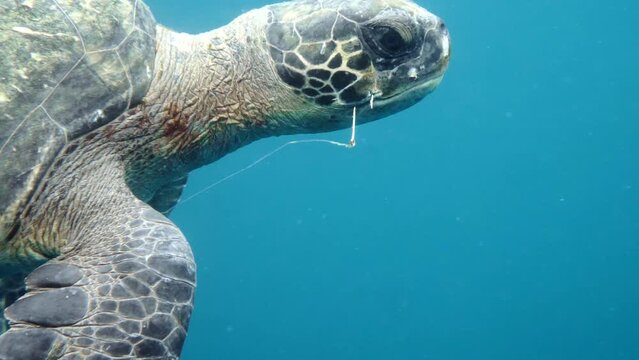 Sea turtle with a hook in its mouth swimming in the sea, underwater camera moving shot.