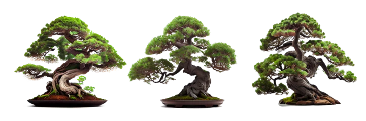  Beautiful expensive bonsai tree on white background  © I LOVE PNG
