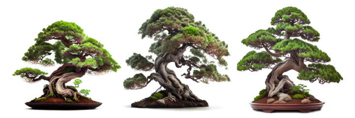 Tuinposter Beautiful expensive bonsai tree on white background  © I LOVE PNG