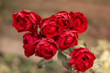 Red roses in their natural habitat in full bloom, a bouquet of flowers in close-up on a blurry background
