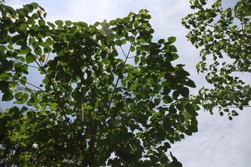 Teak trees that thrive in a plantation. This tree is known to produce wood of good quality