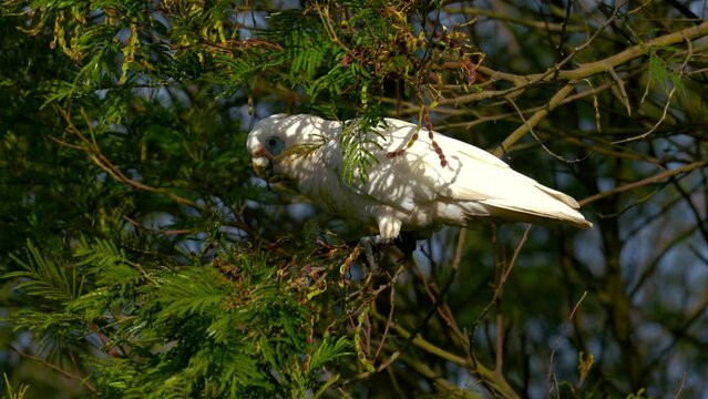 Cockatoo cockapoo parrot in Australia. Funny and lively white wild bird in a tree. Scenic and cinematic documentary 4K UHD close-up of a beautiful animal feeding in nature with beak, wings, feathers.