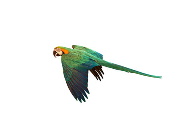 Colorful flying parrot isolated on transparent background png file