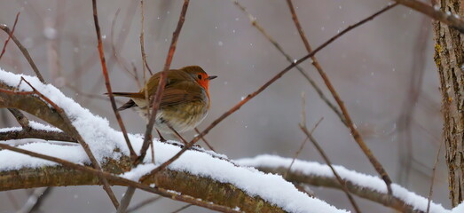 robin on snow , small bird on a branch in a winter idyll