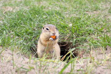 Naklejka na ściany i meble Wild gopher eating carrot. A groundhog sitting at its burrow on the grass