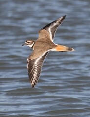 Killdeer in flight